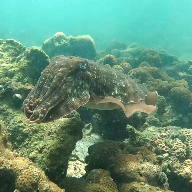 (HK) NEMO Clownfish Snorkelling Guided Tour
