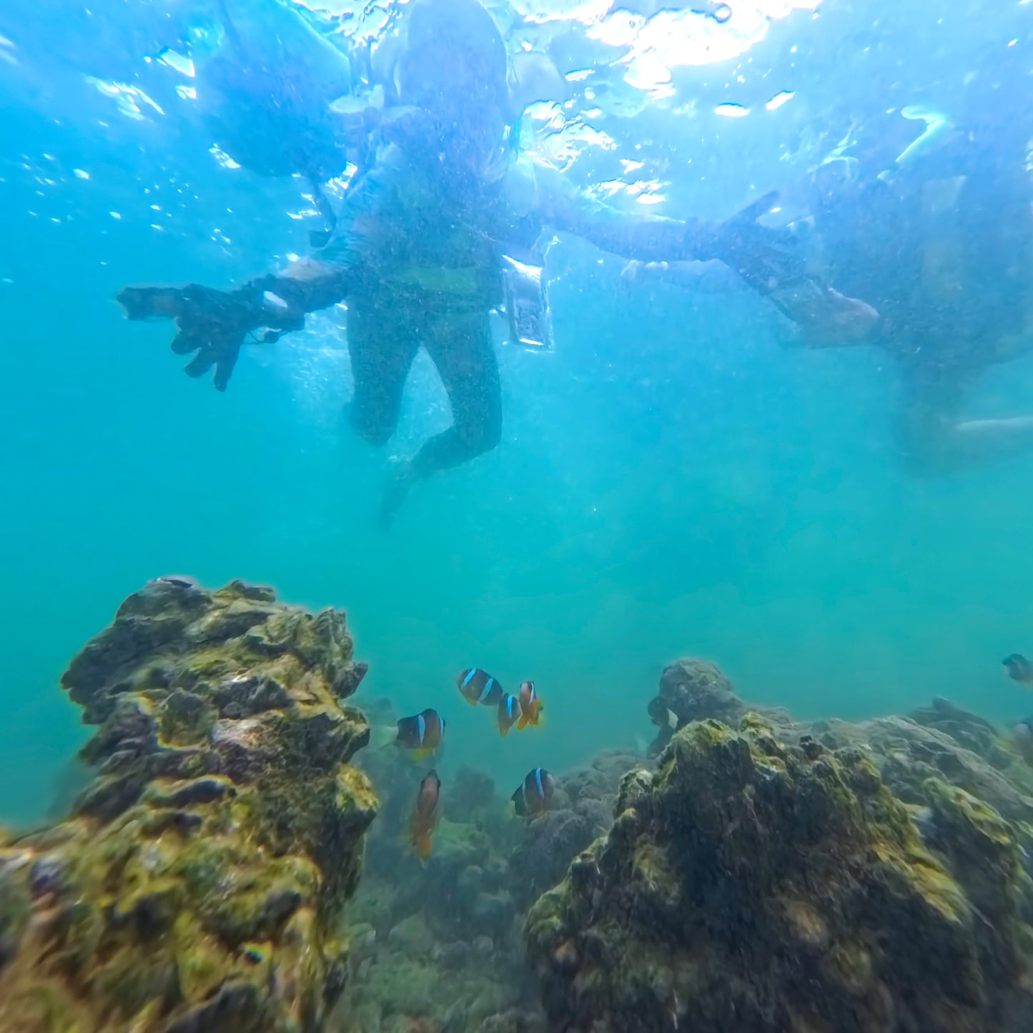 (HK) Long Mong Wan Snorkeling Tour