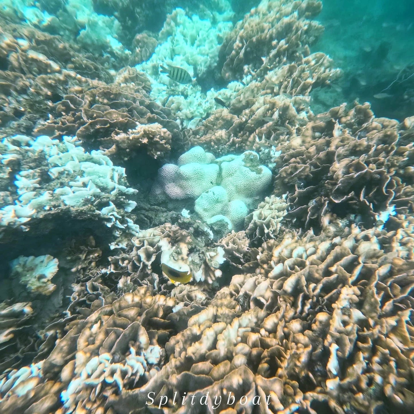 (HK) Sharp Island West Snorkeling Tour