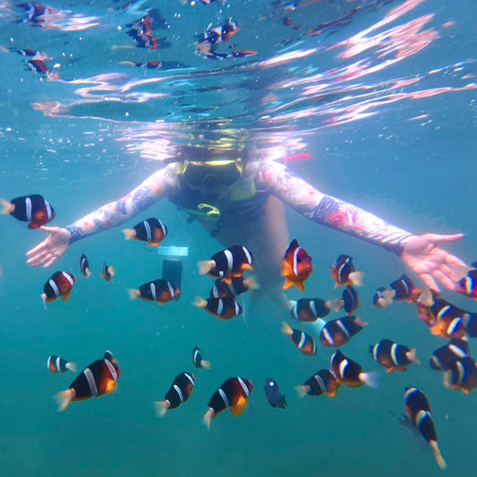(HK) NEMO Clownfish Snorkelling Guided Tour