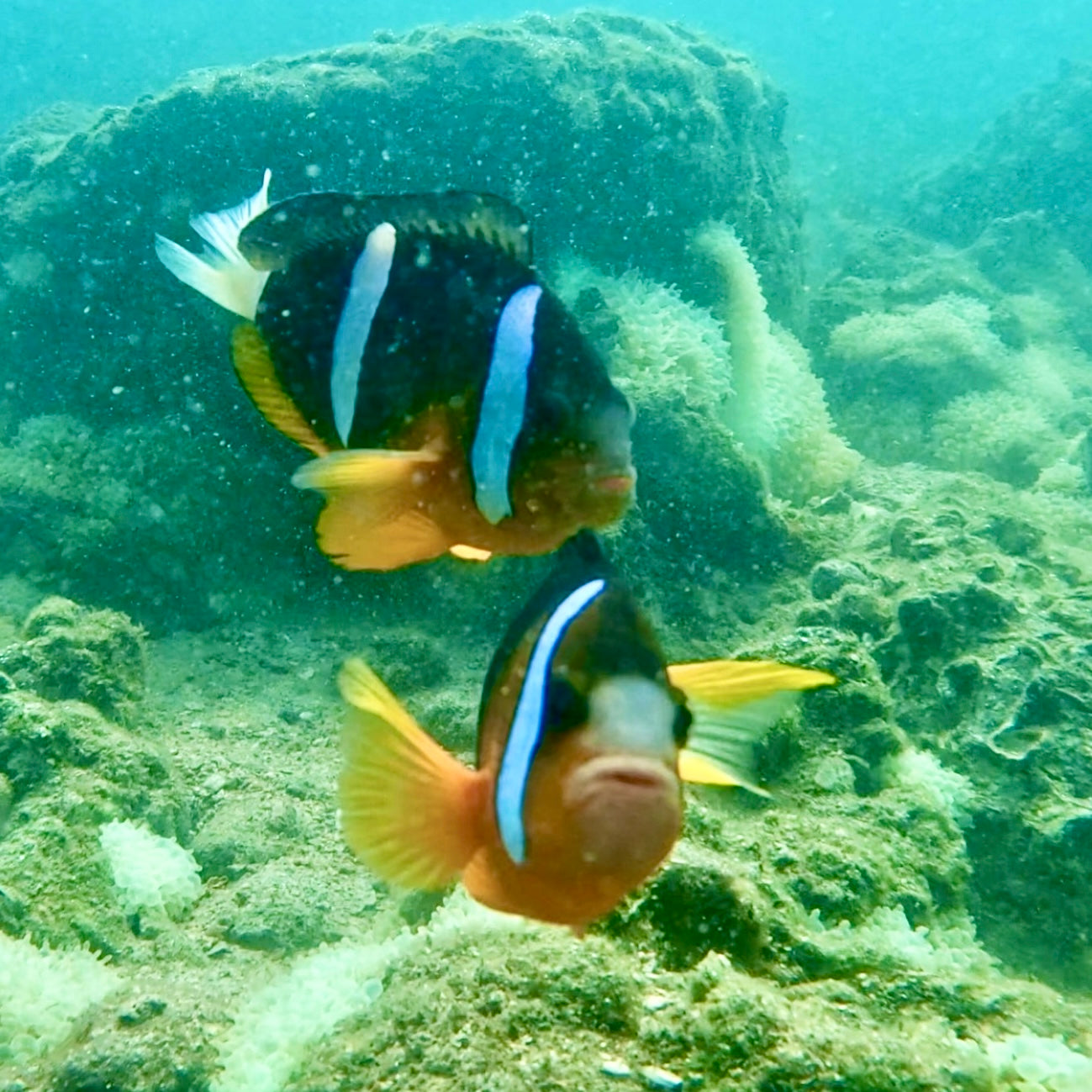 (HK) NEMO Clownfish Snorkelling Guided Tour