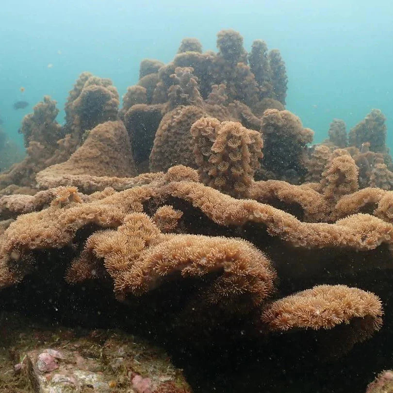 (HK) Long Mong Wan Snorkeling Tour
