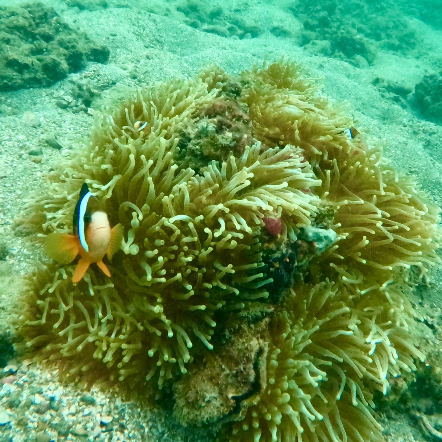(HK) NEMO Clownfish Snorkelling Guided Tour