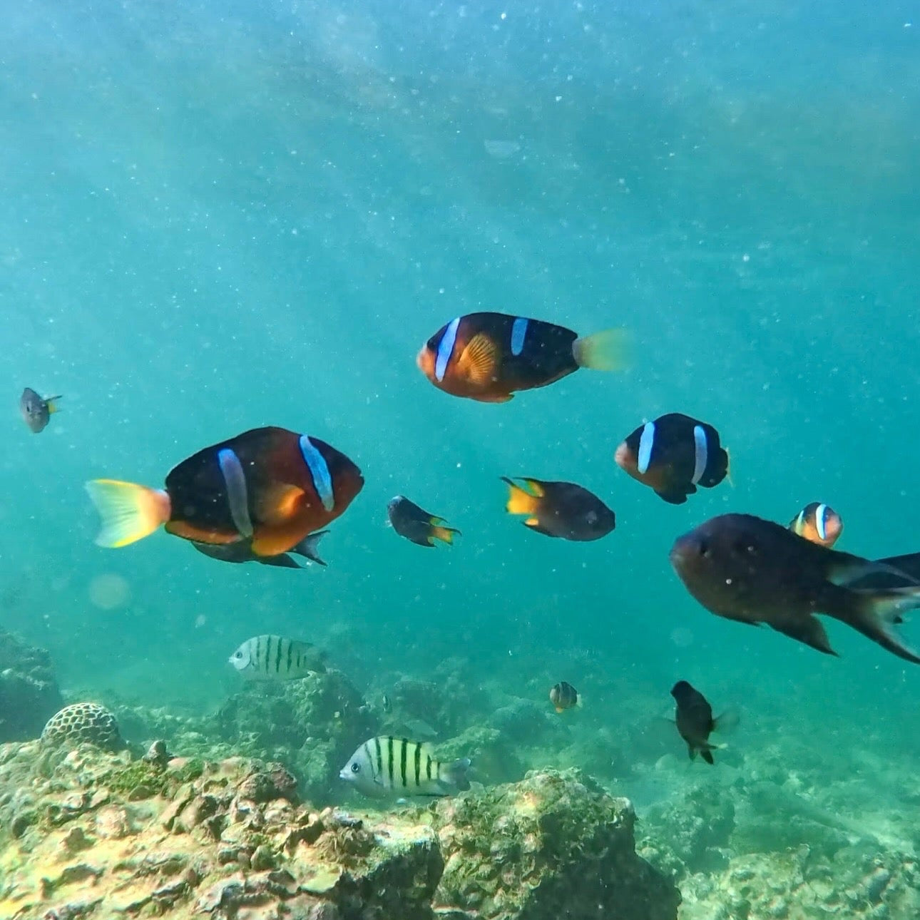 (HK) NEMO Clownfish Snorkelling Guided Tour