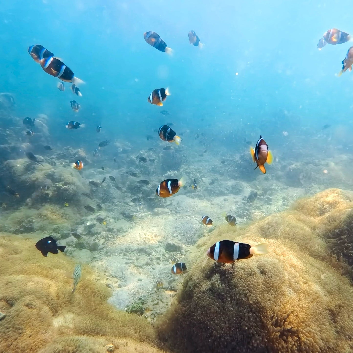 (HK) NEMO Clownfish Snorkelling Guided Tour