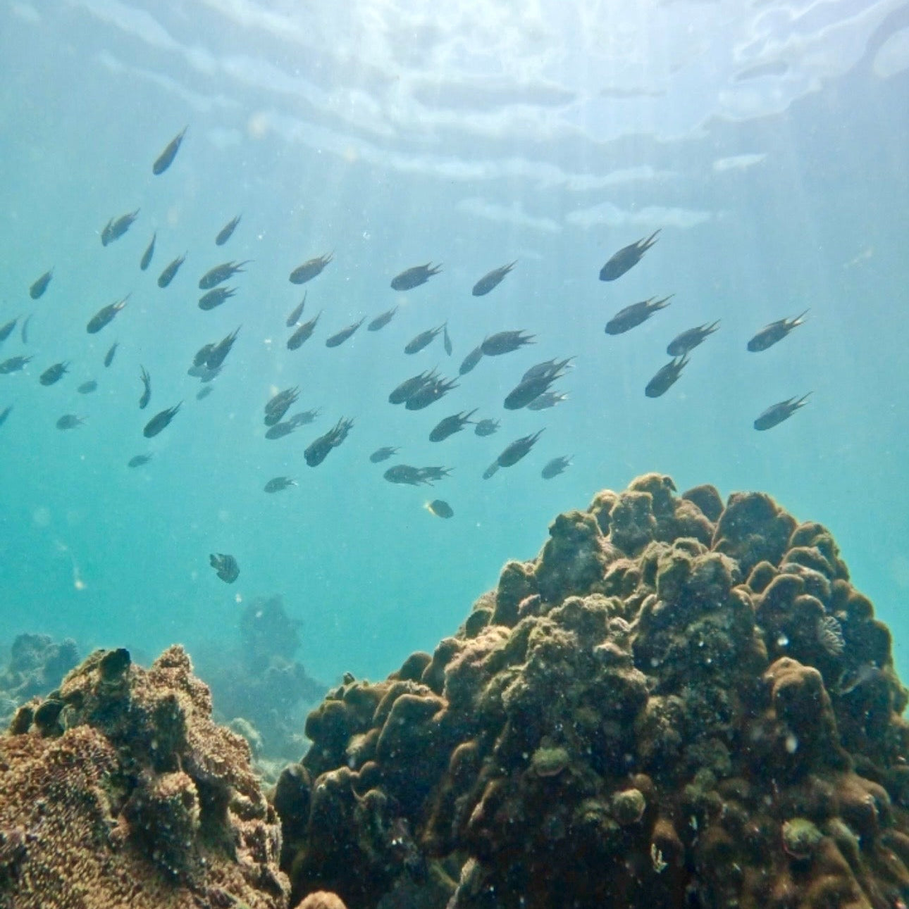 (HK) NEMO Clownfish Snorkelling Guided Tour