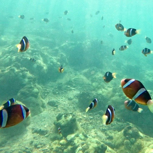(HK) NEMO Clownfish Snorkelling Guided Tour