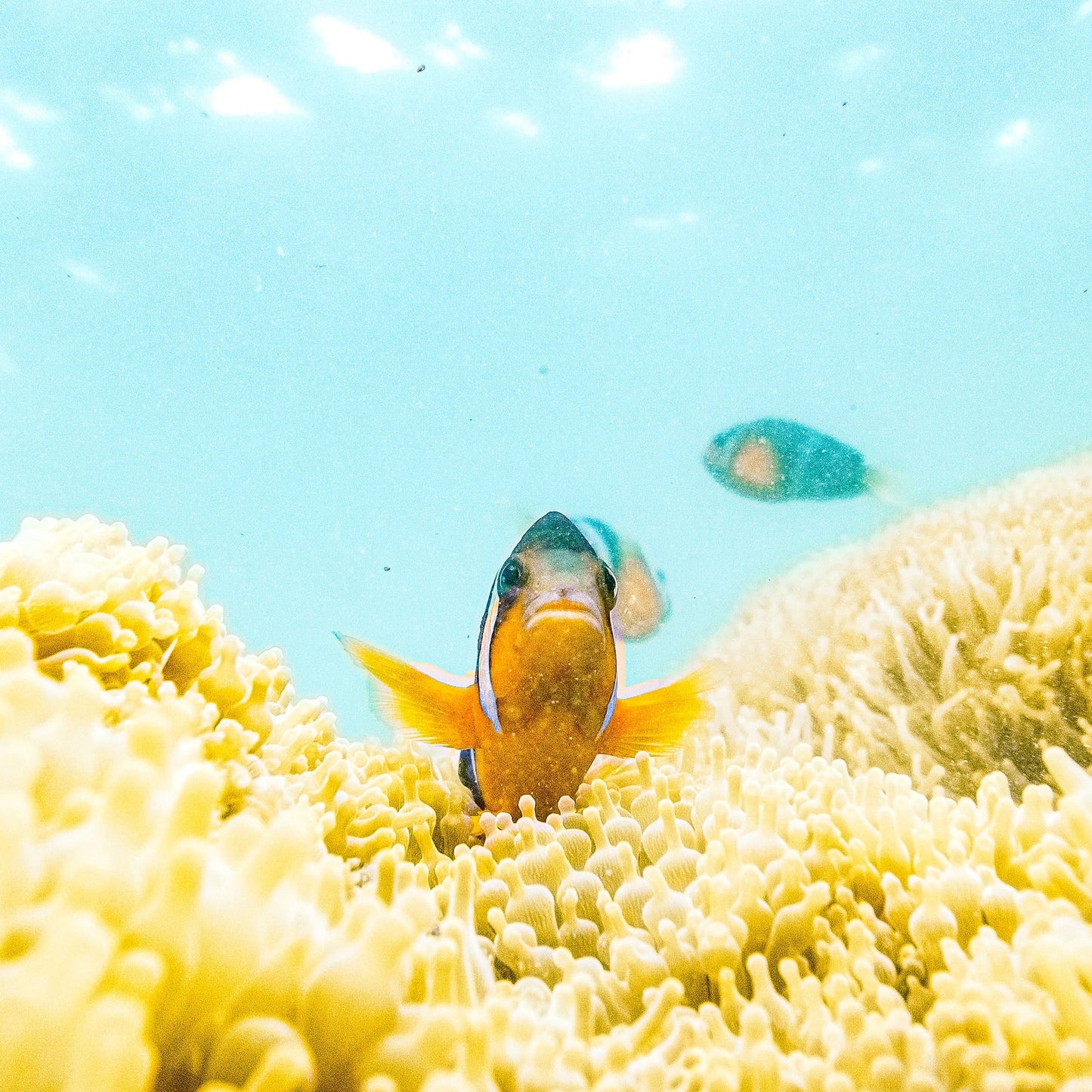 (HK) Sai Kung Beach Snorkelling and Island Hopping Tour Experience by Yacht