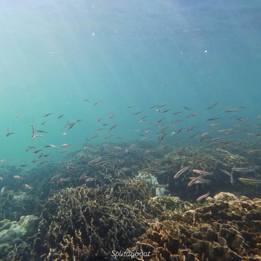 (HK) Sharp Island West Snorkeling Tour