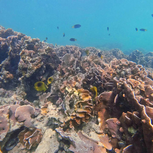(HK) Sharp Island West Snorkeling Tour